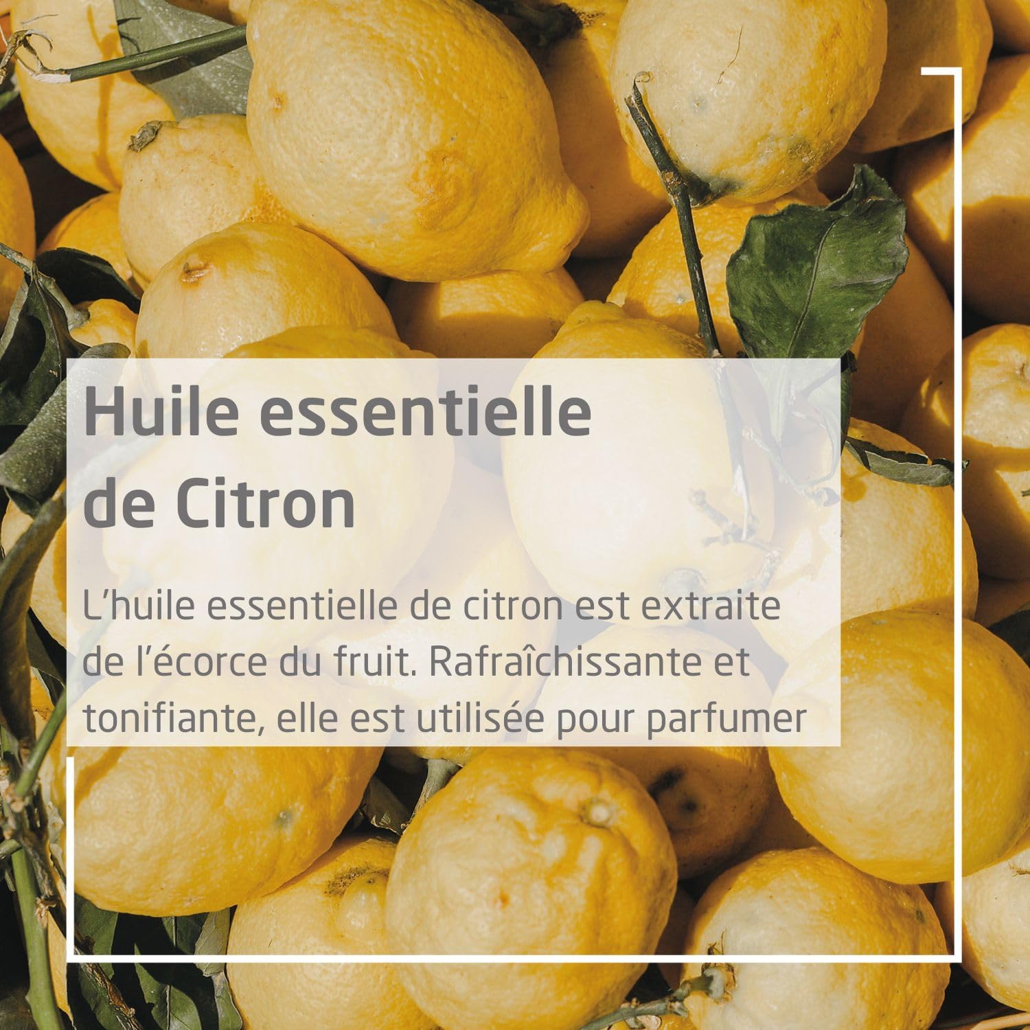 WELEDA - Crème Mains et Ongles Nourrissante aux Agrumes - Peaux Très Sèches - Nourrit, Répare et Protège - 50 ml – Image 6